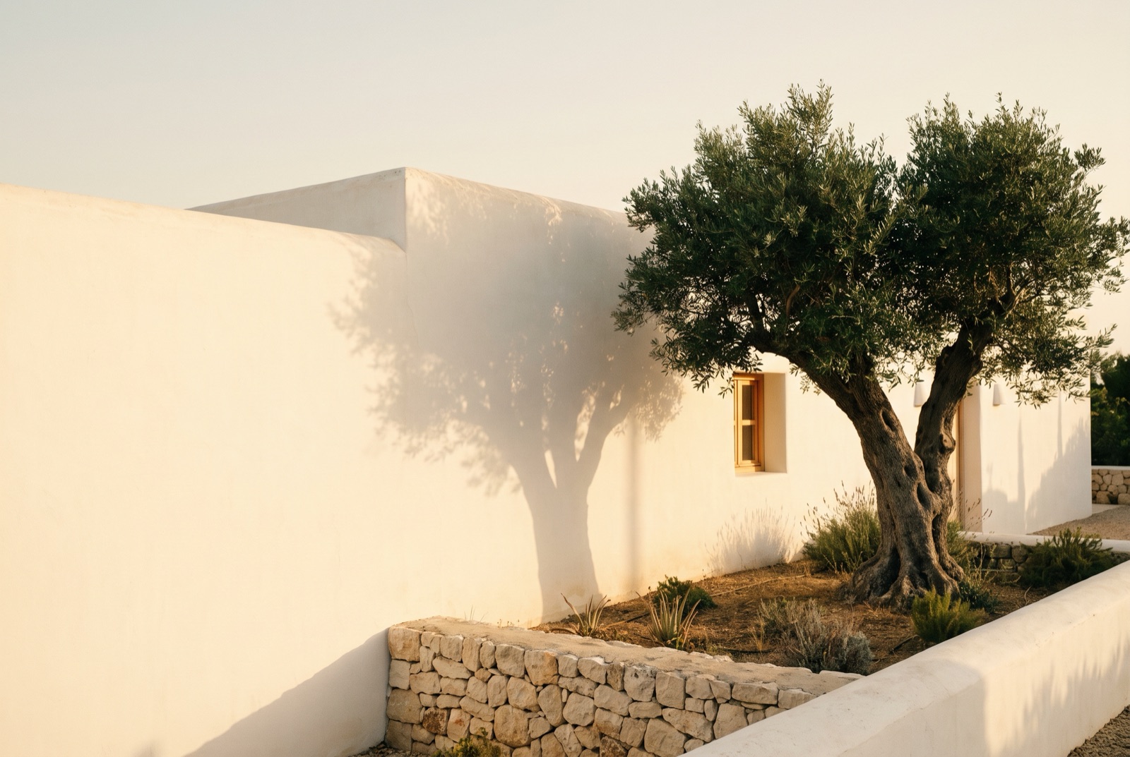 Olivo junto a una casa familiar encalada al atardecer, con una ventana encendida